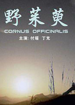 野茱萸免费观看