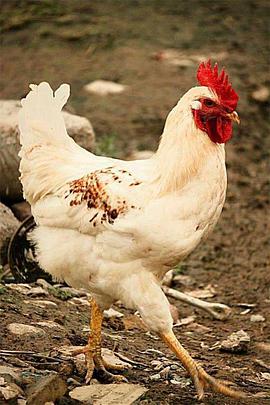 醉乡村醉美食：舌尖上的乡村免费观看