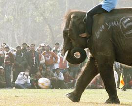 大象男孩免费观看