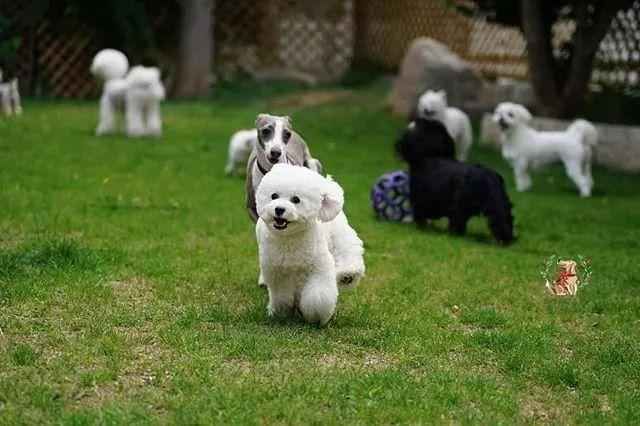 小狗幼儿园免费观看